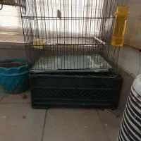 قفس مرغ عشق