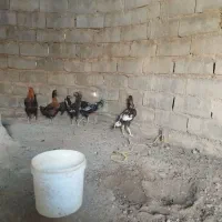 خروس لاری اصل|حیوانات مزرعه|هامون, |دیوار