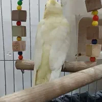 طوطی عروس هلندی ماده|پرنده|رشت, رودباری|دیوار