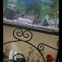 شیشه اکواریوم10میل|ماهی|بندر انزلی, بی بی حوریه|دیوار