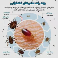 سمپاشی حشرات موذی|خدمات نظافت|اسلام‌شهر, باغ فیض|دیوار