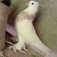 کبوتر ماده طوقی