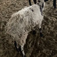 بره بزغاله معاوضه با مرغ