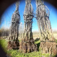 ۹۹۹/زردوسرخ لبنان