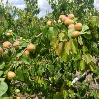 فروش ویژه باغ میوه در منطقه آزاد جلفا دشت گلفرج