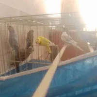 ۹ عدد مرغ عشق معاوضه با یه جفت مرغ عشق پروانه ای