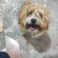 واگراری سگ شیتزو کراس