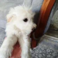 واگذاری توله تریر4ماهه|سگ|بومهن, |دیوار