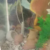 آکواریوم با ماهی پرت ویه دونه فلاور|ماهی|اشتهارد, |دیوار