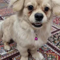 سگ کوچولو میکس پودل