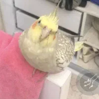 عروس هلندی گلباقالی زرد لیمویی