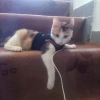 گربه میکس بریتیش با دی اس اچ|گربه|چالوس, |دیوار