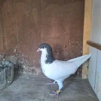 شستی سیاه ماده گلی نر|پرنده|قزوین, |دیوار