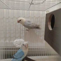 جفت طوطی کوتوله