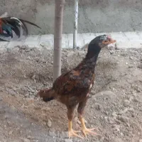 جوجه لاری خروس تاج مهر ،نسل دار زیر مرغی