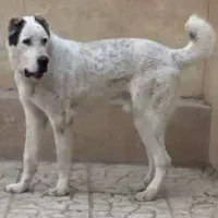 سگ الا بای نر۱۱ ماهه نگهبان سفت