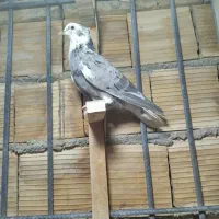کبوتر|پرنده|شیراز, ریاستی|دیوار