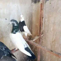 کبوتر پاکستانی