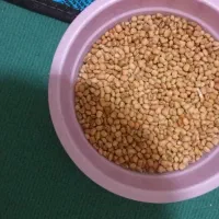 فروش فوری لوبیا روغنی وچشم بلبلی تازه و ارگانیک|خوردنی و آشامیدنی|دره شهر, |دیوار