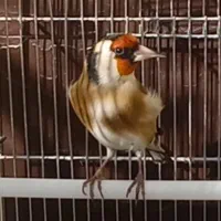 جفت سهره نر و ماده|پرنده|سنندج, |دیوار