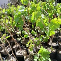 نهال انگور ،توت،انار،زردالو و نهال بی ثمر