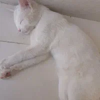 واگذاری بچه گربه رایگان