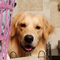 سگ گلدن|سگ|گرمدره, |دیوار