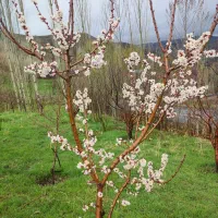 هرس انواع درختان به روش کاملا اصولی