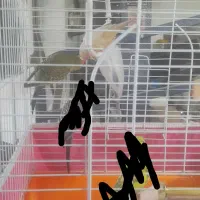 مرغ عشق دستی