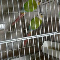 عروس هلندی مولد|پرنده|مشکین‌دشت, |دیوار