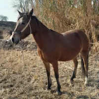 اسب ترکمن|اسب و تجهیزات اسب‌سواری|مانه, |دیوار