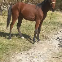 کره اسب نریان