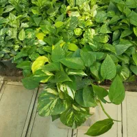 پتوس ابلق ،گل وگیاه آپارتمانی