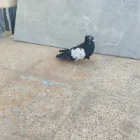 پرنده|پرنده|خرم‌آباد, |دیوار