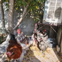 مرغ و خروس نژاد دار و زینتی|حیوانات مزرعه|مشهد, امیریه|دیوار