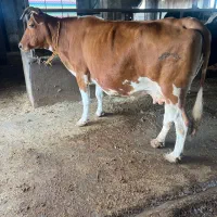 گاو درگ صحرایی گوساله