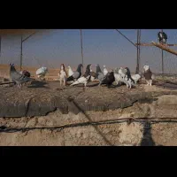 دس کفتری هوایی|پرنده|شیراز, شهرک گلها|دیوار