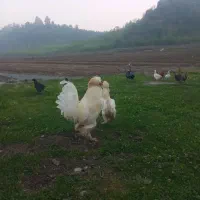 مرغ و خروس سلطان اصل