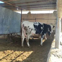 1راس گاو هلشتاین خالص 7ماه ابستن گوساله