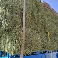 یونجه خشک