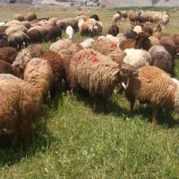 گوسفند گوشتی توغلی نر و بره