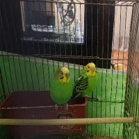 یک جفت مرغ عشق