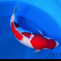 ماهی کوی اصیل