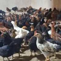 جوجه مرغ گلپایگانی