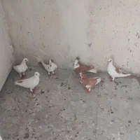 کبوتر  وپرنده|پرنده|شیراز, شهدای شهرک سعدی|دیوار
