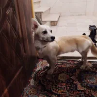 سگ پا کوتاه