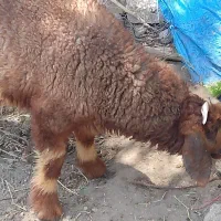 بره نر شیرازی