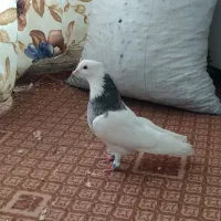 جونه نر طوقی