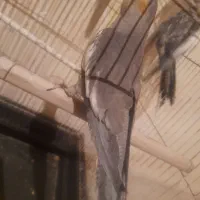 عروس|پرنده|ارومیه, |دیوار