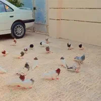 طوقی  سپیدان.|پرنده|سپیدان, |دیوار